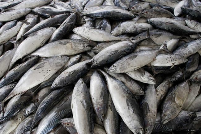 Levy on imported fish up by Rs 125