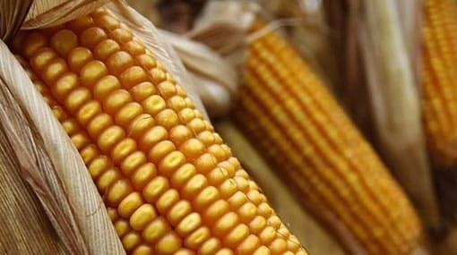 CAA ordered to probe attempts to hike maize prices