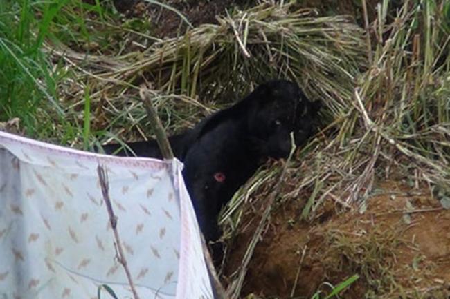 Rare black panther found caught in trap dies during treatment