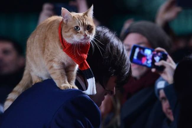 Street Cat Named Bob: pet who inspired books and film dies aged 14