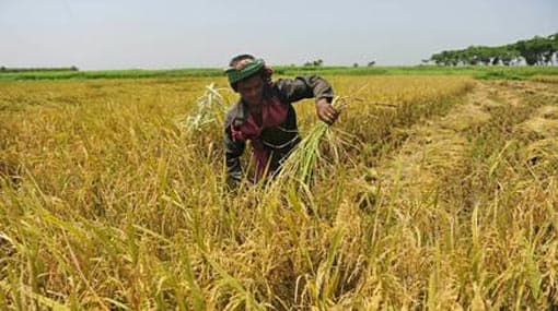 Rs 10,400 mn allocated to buy paddy during Yala season