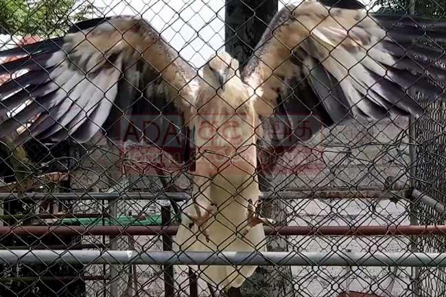 Hawk-eagle used by ‘Angoda Lokka’ for drug trafficking seized