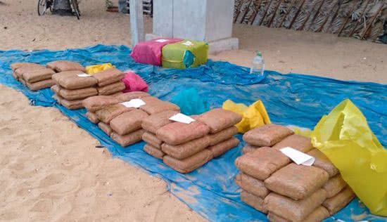 Two suspects nabbed with Kerala cannabis worth over Rs. 63 million