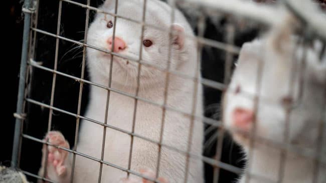 Six countries report coronavirus mutation at mink farms - WHO