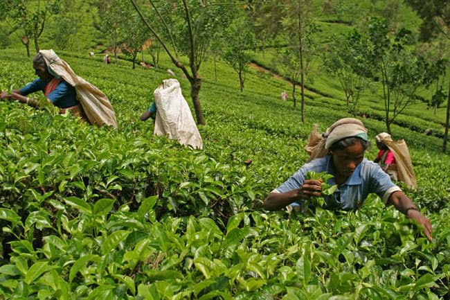 Cabinet approval to raise daily wage of estate sector workers