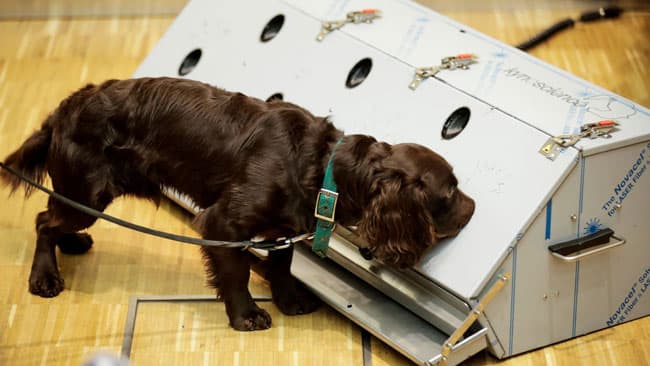 Trained dogs detect COVID-19 with 94% accuracy, German study finds