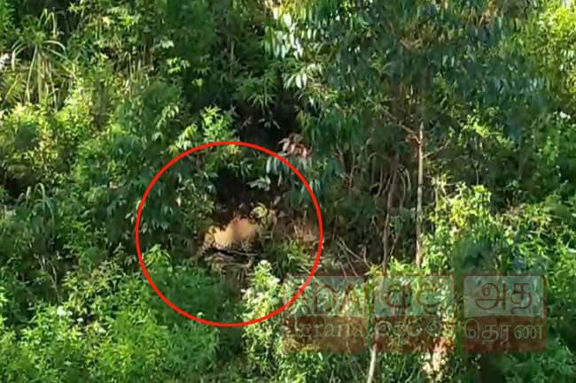 Another leopard found caught in trap