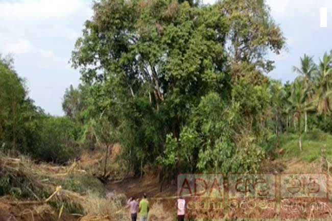 Expressway to be built without uprooting ‘Crudia zeylanica’ tree