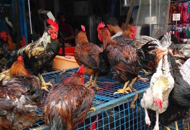 Russia detects world’s first case of H5N8 bird flu in humans
