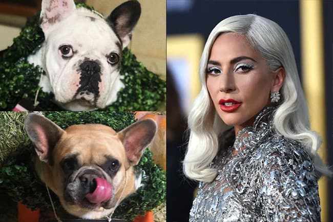 Lady Gaga’s dog-walker shot and bulldogs stolen