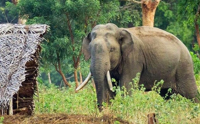 COPA report recommends urgent changes to policy pursued to prevent human-elephant conflict