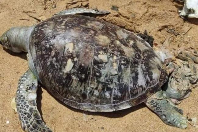 X-Press Pearl disaster: Court briefed on death toll of sea animals