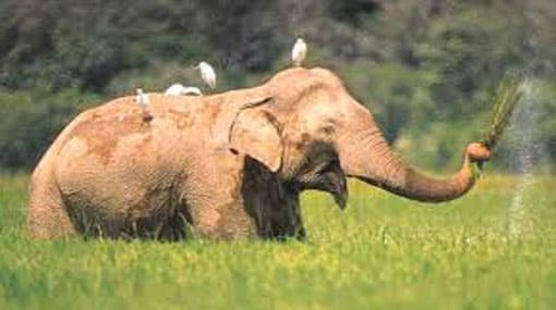 6 villages scourged by elephant attacks