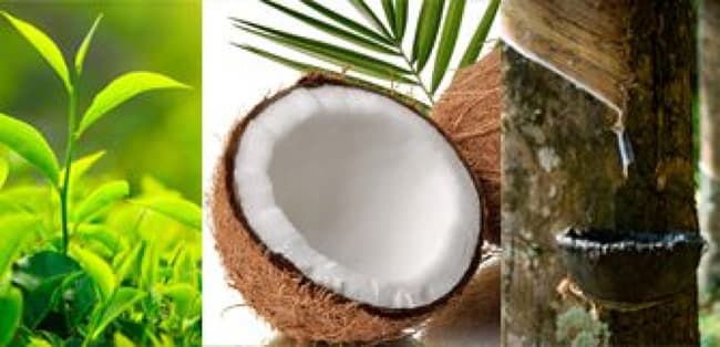 Importation of organic fertilizer for tea, coconut, rubber permitted