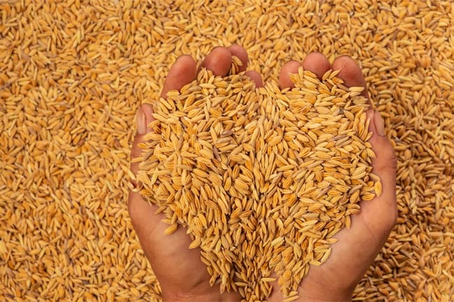 Govt. to buy paddy from farmers at competitive prices