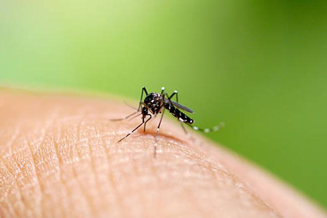 Dengue cases in Sri Lanka on the rise again