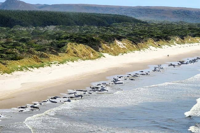 Nearly 200 whales die after being stranded on Australian beach