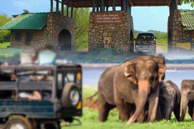 Legal action against people who harmed wild animals in Yala National Park