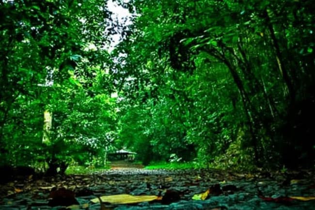Govt. refutes claims that Sri Lanka’s forest cover has reduced to 16%