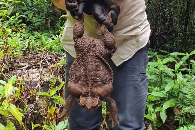 Australia’s ‘Toadzilla’: Record-breaking cane toad found in Queensland
