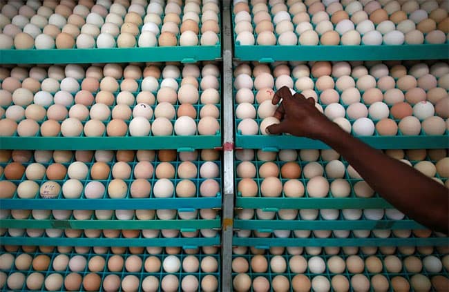 Malaysia and Sri Lanka’s egg shortages set Indian hatcheries on path for record exports