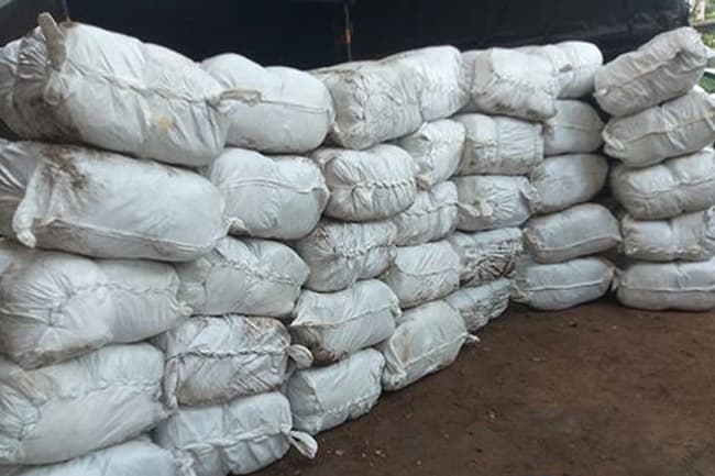Two nabbed with over 1,000kg of ‘Kendu’ leaves