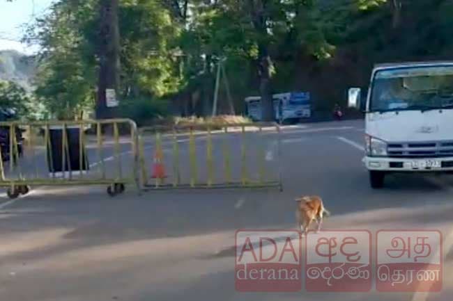 Radella Shortcut Road reopened after fatal collision