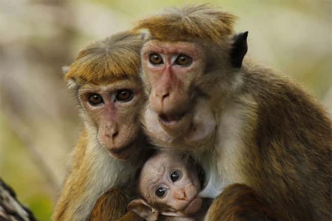 Conservationists deeply concerned about decision to export monkeys to China