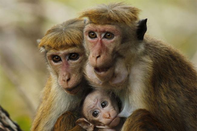 Conservationists deeply concerned about decision to export monkeys to China