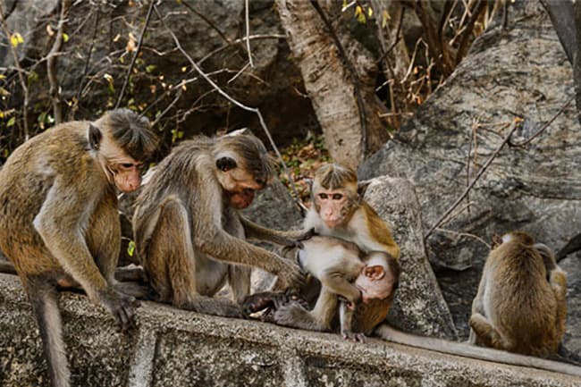 Agri. Secretary confirms request from private company to export monkeys to China