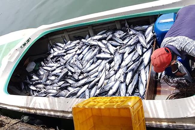 Navy apprehends 25 people engaged in illegal fishing off Trincomalee