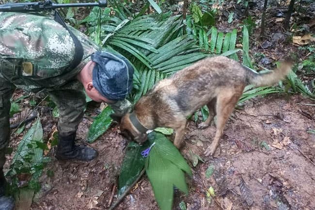 Baby among four children found alive in Amazon 17 days after surviving plane crash
