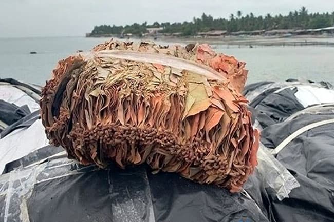 Navy seize 1,947kg of smuggled Kendu leaves in Puttalam