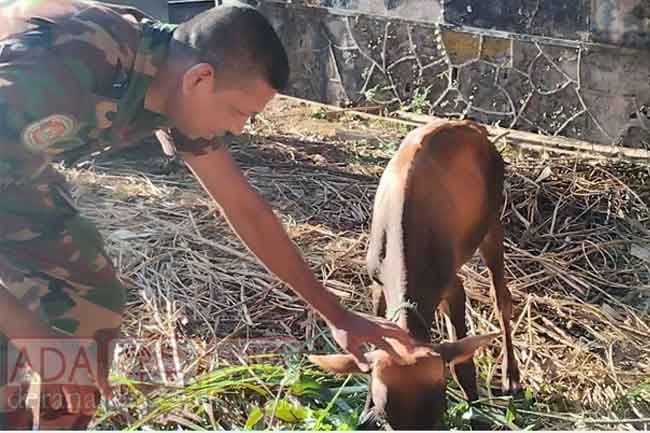 Illegal cattle slaughterhouse inside school in Badulla raided