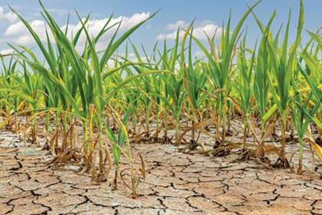 Over 51,000 acres of paddy land destroyed by drought – Agri. Ministry