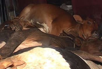 Police raid illegal cattle slaughterhouse