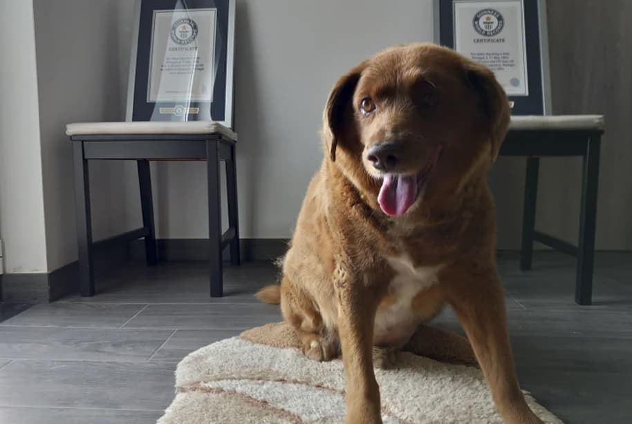 World’s oldest dog ever dies in Portugal, aged 31