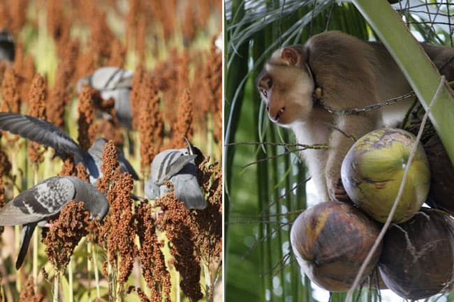 Sri Lanka incurs annual loss of around Rs. 20 bn due to crop damage by animals - survey