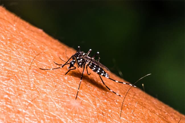 Wolbachia Project to be expanded to control dengue spread