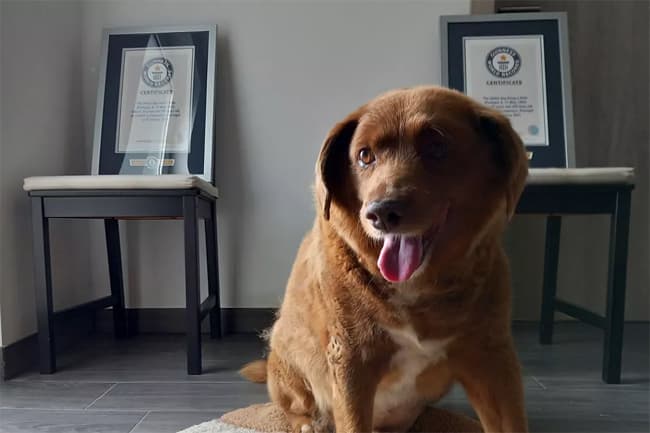 Guinness World Records investigating ‘world’s oldest dog’ title after doubts raised