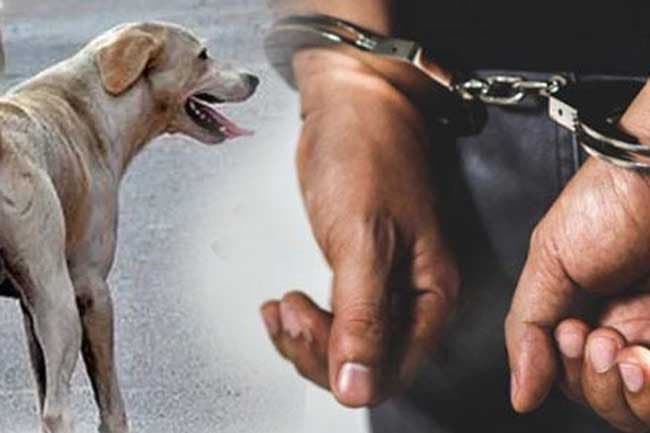 Suspect arrested for setting pet dog on fire