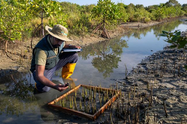 Sri Lanka declared UN World Restoration Flagship for efforts to restore mangrove ecosystems