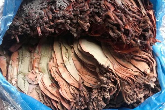 Five Indians apprehended off Sri Lanka as ‘Beedi’ smuggling attempt foiled
