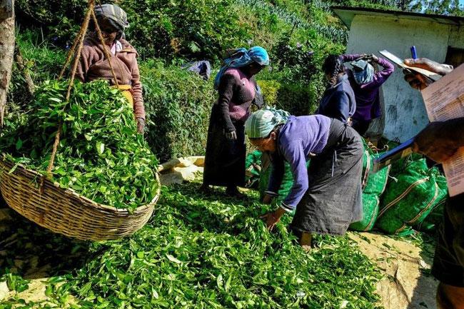 Minimum daily wage of plantation workers increased to Rs. 1,700