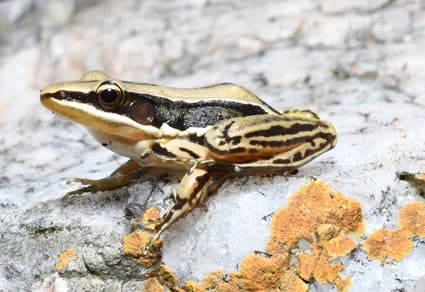 Frog species endemic to Sri Lanka rediscovered in India after 200 years