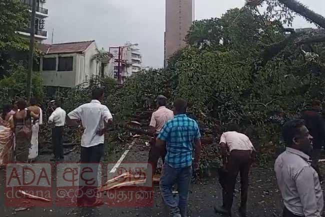 Fallen tree blocks road in Borella, disrupting traffic