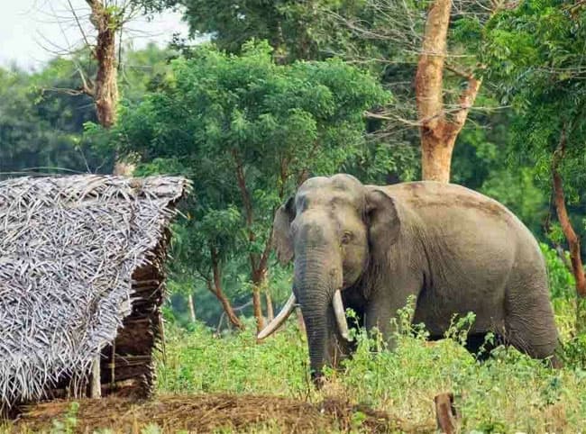 Sri Lanka to launch two pilot projects to address human-elephant conflict