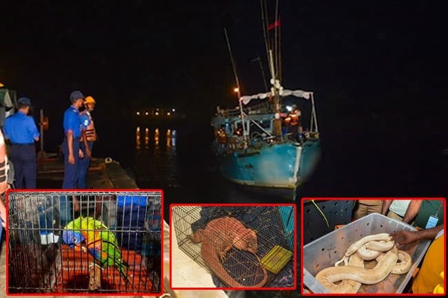 5 suspects apprehended for smuggling bird and reptile species in southern waters