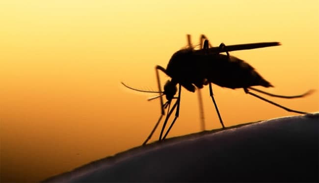 Mosquito risk zones identified in govt and private sector institutions