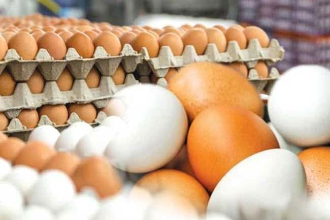 Govt’s decision to import eggs criticized